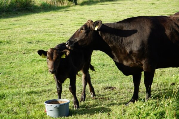 Welt der Wagyu Rinder - Die Welt der Wagyu Rinder | Wagyu Zucht Nordfriesland