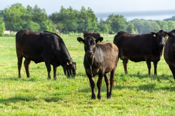 Die Faszination um das begehrteste Wagyu-Rind - Welche Rassen gibt es? - Die Faszination um das begehrteste Wagyu-Rind - Welche Rassen gibt es?