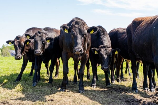 Wagyu-Rind: Exklusives Fleisch für köstlichen Geschmack - Wagyu-Rind: Exklusives Fleisch für köstlichen Geschmack