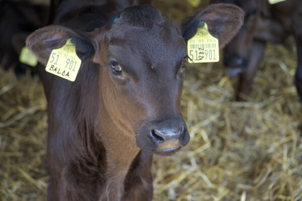 Die Kunst der Wagyu-Rinderzucht: Ein kurzer Überblick - Die Kunst der Wagyu-Rinderzucht: Ein kurzer Überblick