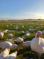 Weihnachtsente ca. 2-3,5 kg