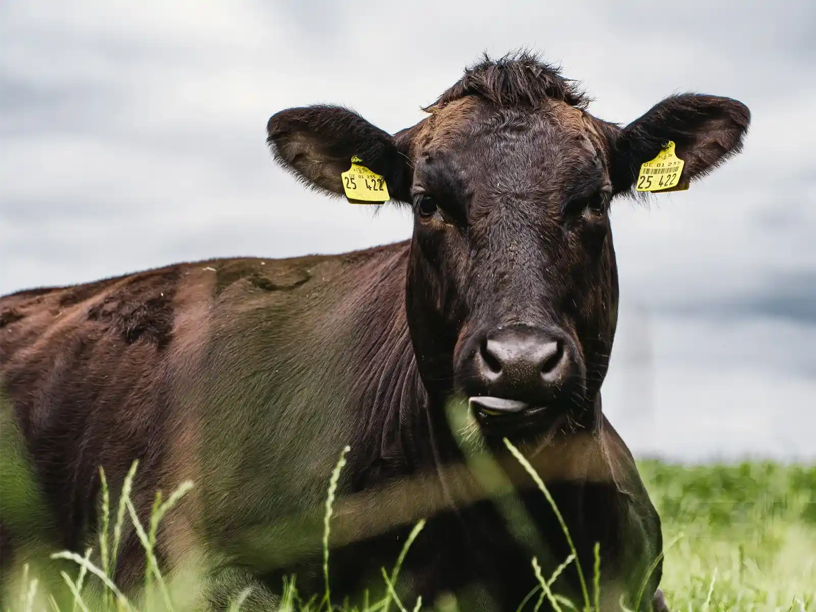 Wagyu Fullblood liegt auf der Sommerweide